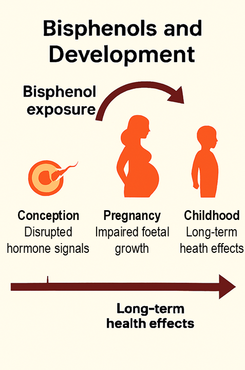 Bisphenol exposure across child development stages