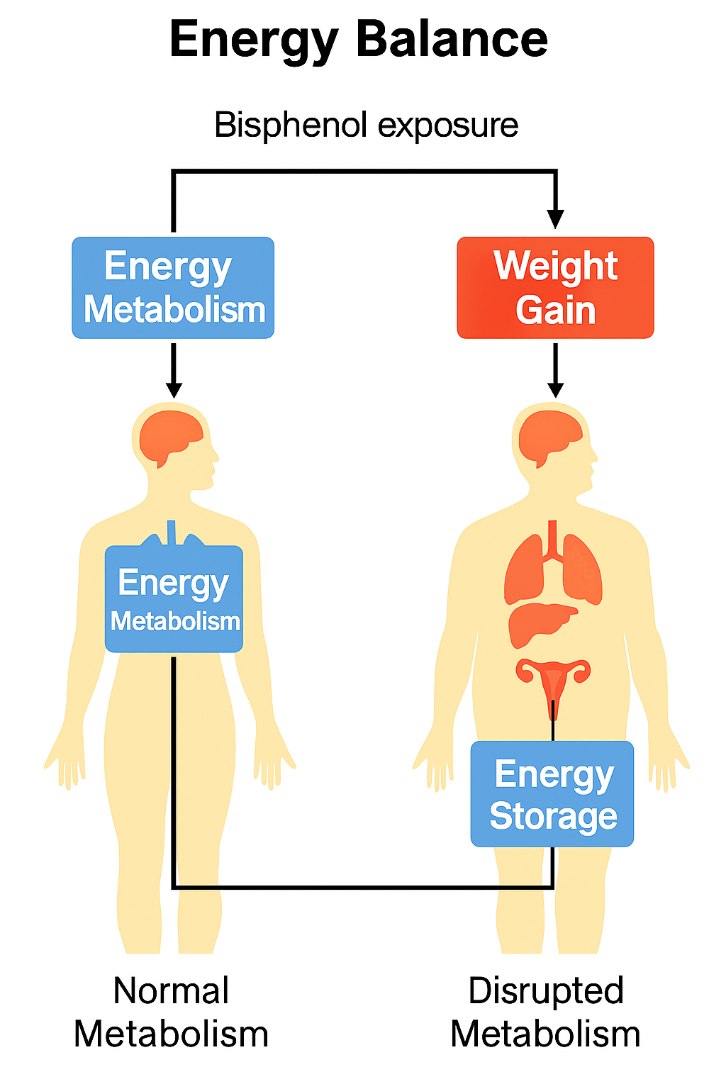 Energy balance - Normal vs. Bisphenol-disrupted metabolism