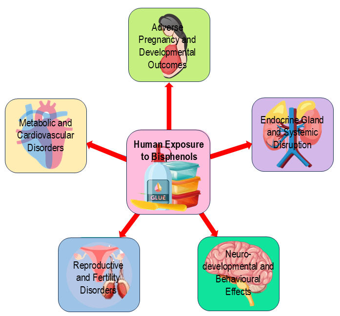 Bisphenols disrupt hormones, harming health across the whole body