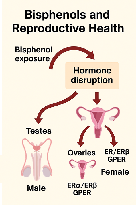 Bisphenols interfere with reproductive system development