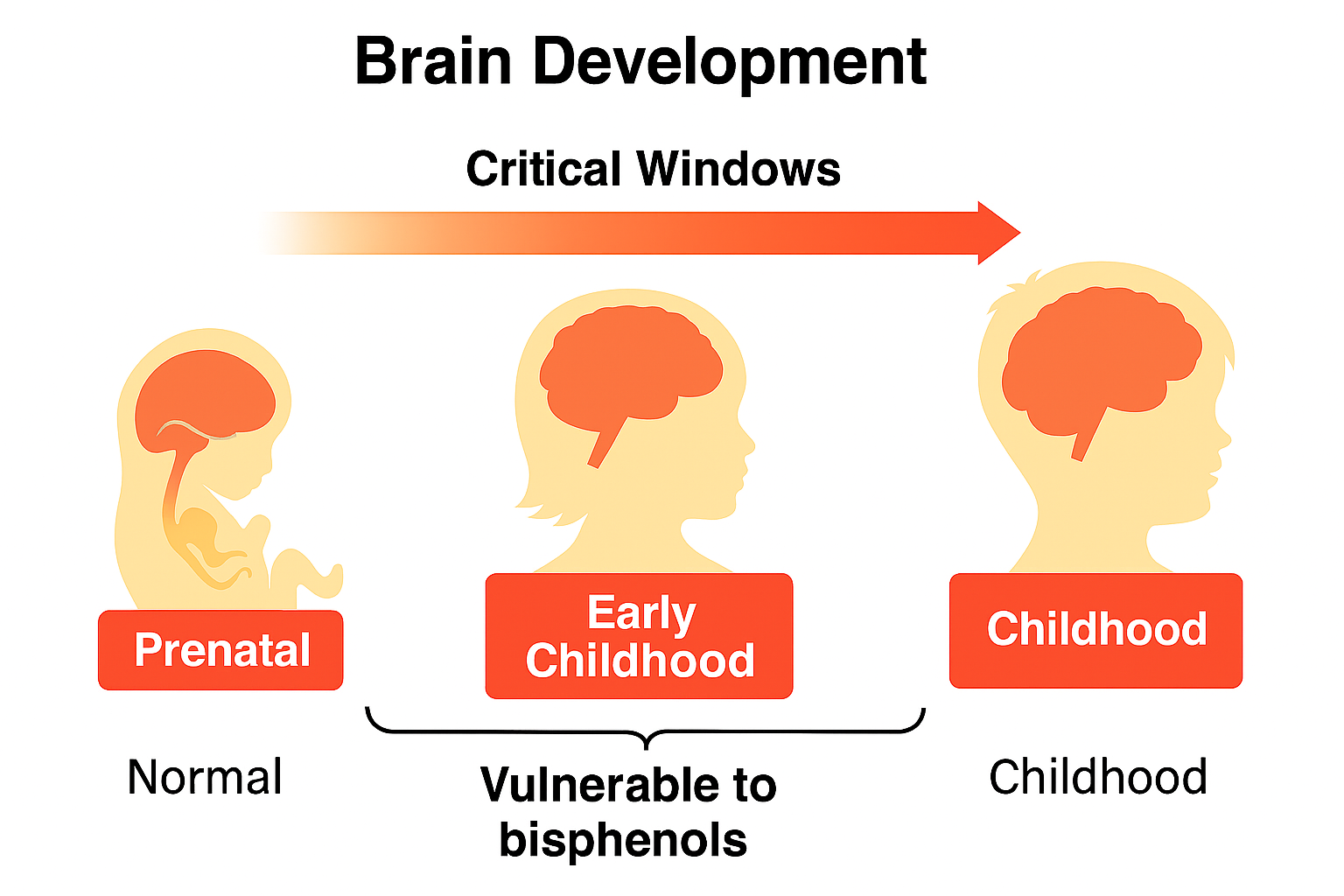 Critical window in child brain development