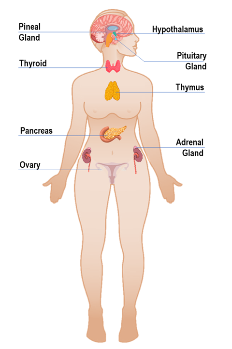 The endocrine system