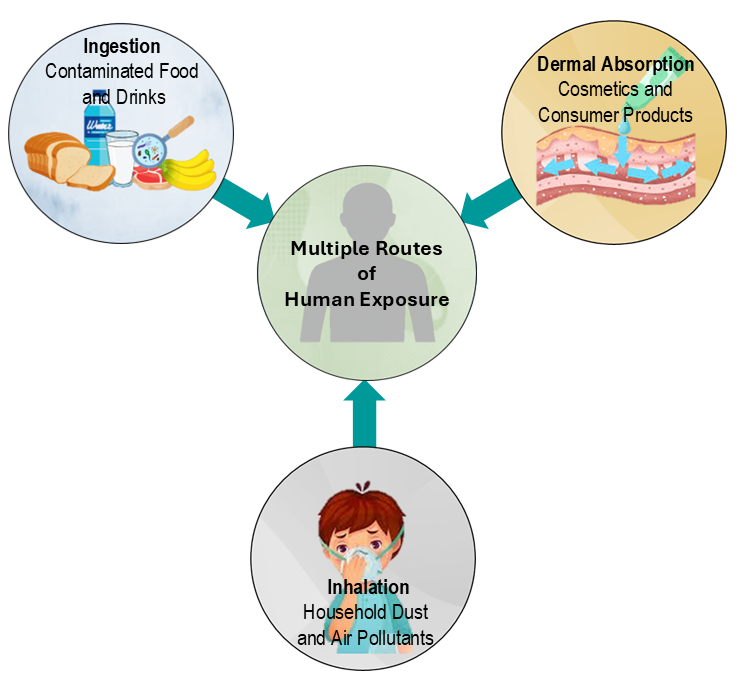 Multiple routes of human exposure to EDCs
