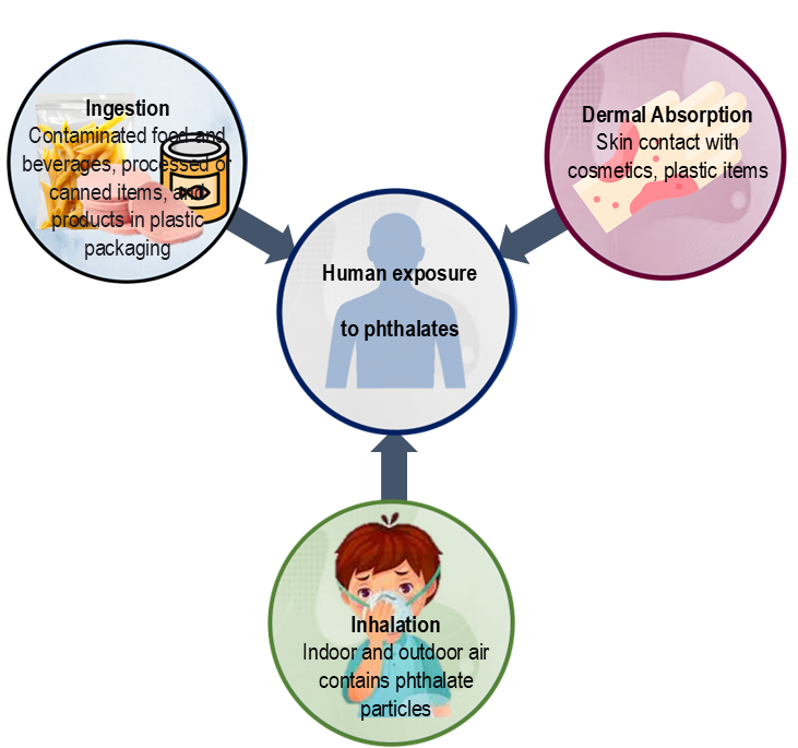 Routes of human exposure to phthalates