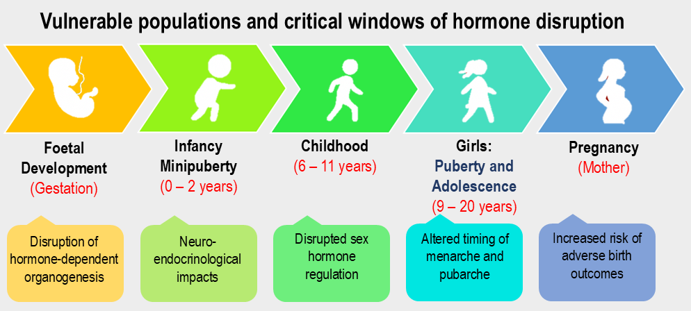 Timeline of vulnerable populations and critical windows of exposure to phthalates