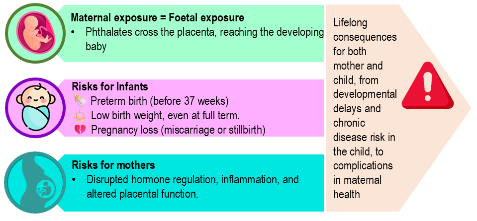 Fifth critical window of pregnancy