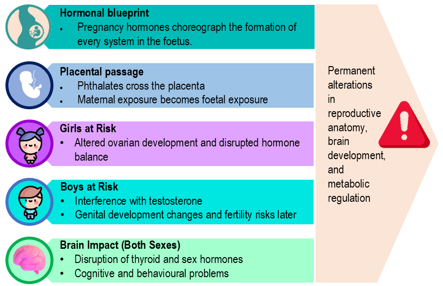 First critical window of before birth