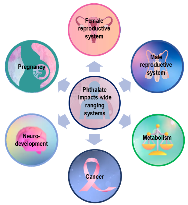 Systems affected by phthalate exposure