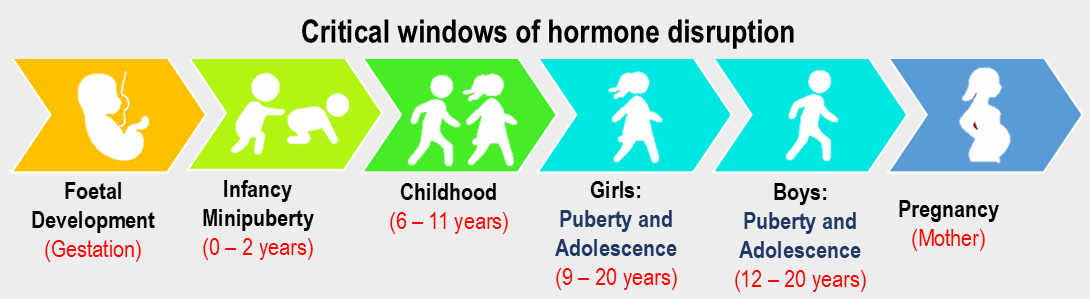 Critical developmental windows affected by phthalate exposure