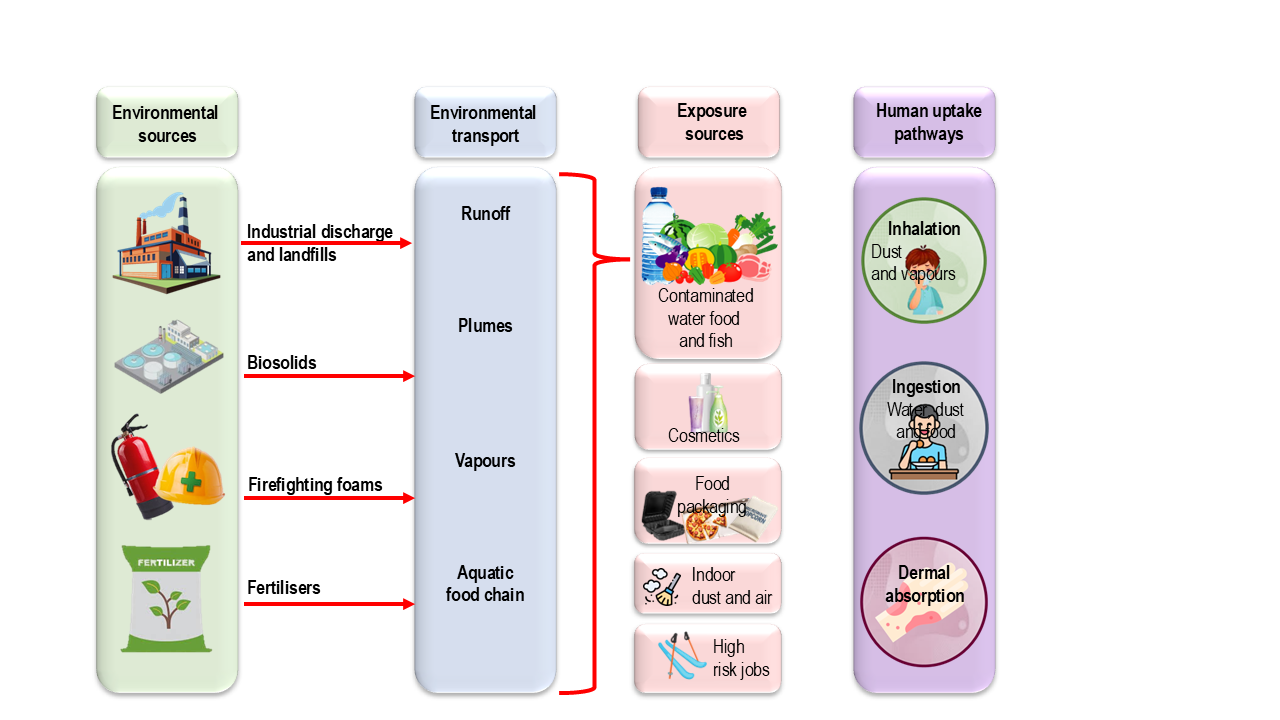 PFAS exposure sources and uptake pathways