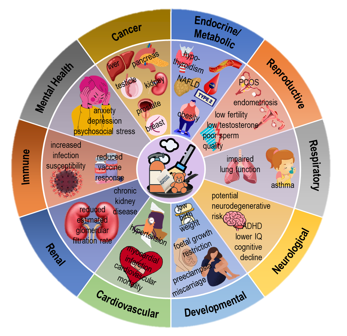 PFAS health effects by organ or system