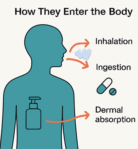 Routes of paraben exposure