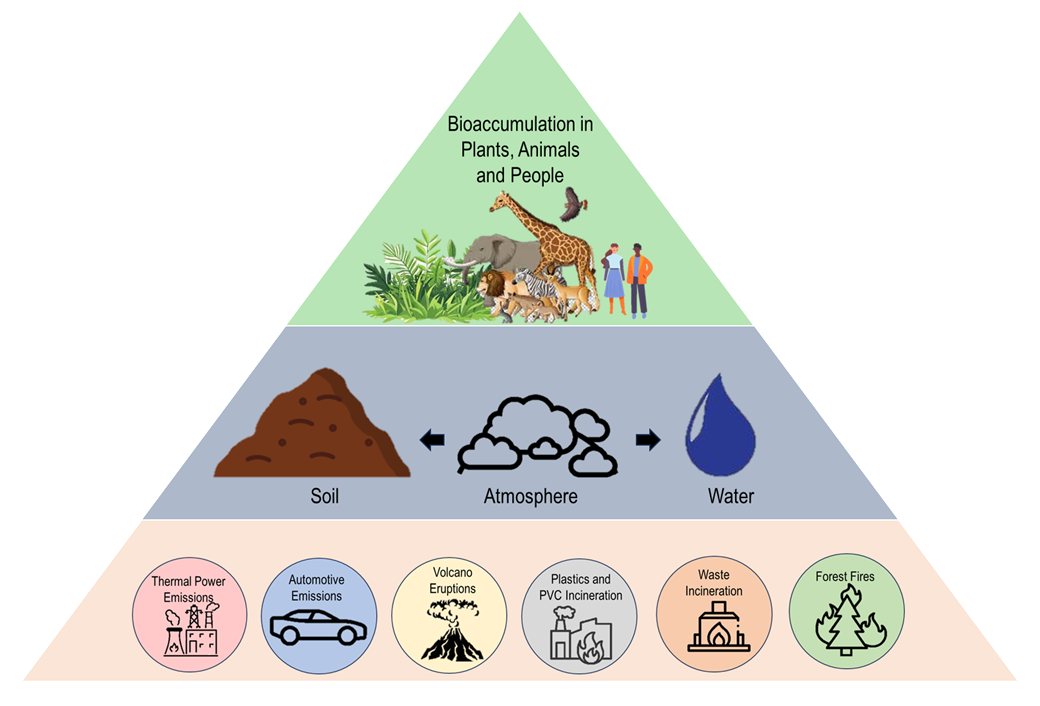 Dioxin sources and bioaccumulation in plants, animals and people