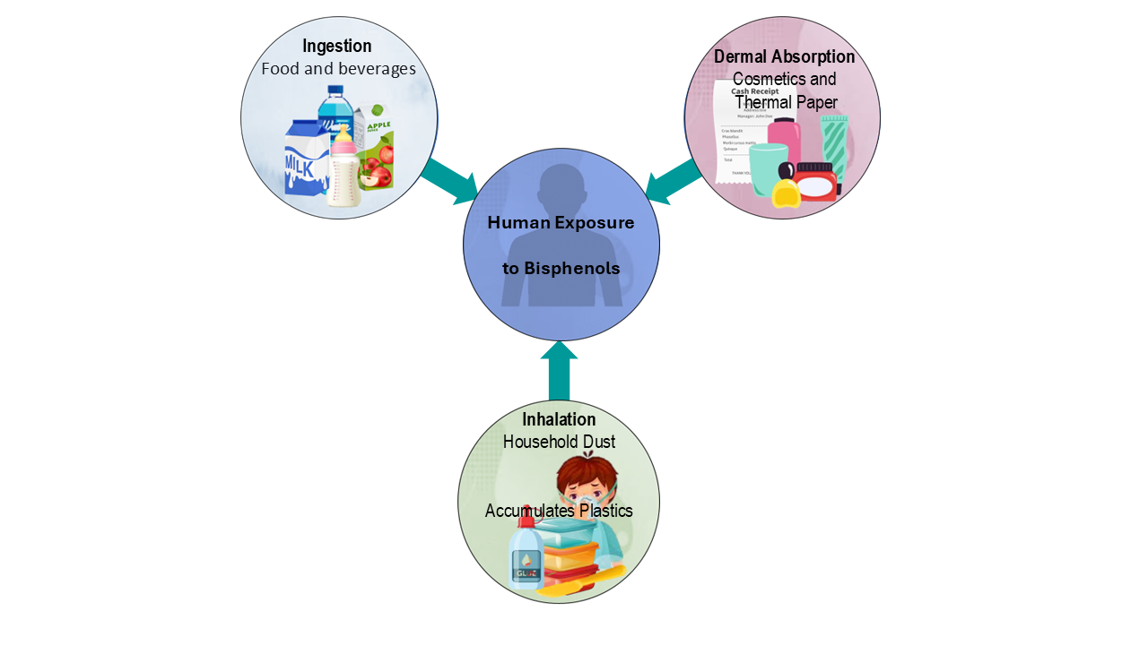 Human exposure to Bisphenol